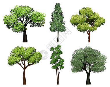 树木收集绿色植物和树叶生态园植物矢量现实图片一系列树木植物绿色环境图例绿色和生态园矢量现实图片背景图片