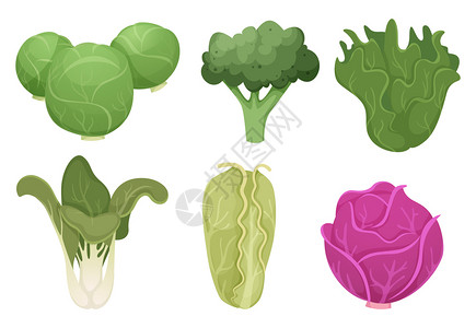 新鲜蔬菜自然农业素食成分蔬菜卡通绿色清洁蔬菜生态食品新鲜花园椰菜图片