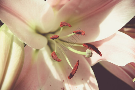 Lily花朵宏观视图色彩多的背景壁纸花朵宏观视图图片