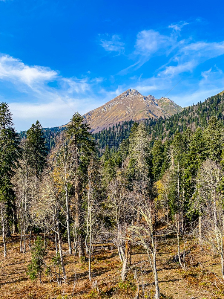 松树和山地景观图片