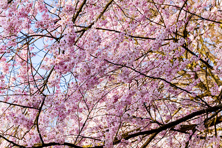 春樱花之桃树图片