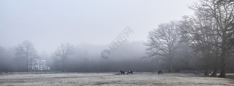 马昌恩冬季清晨雾中叶勒支草和马背景