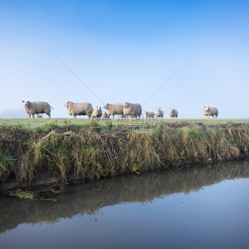 在蓝天下阴地内河沟渠附近的雾绿草地绵的羊中图片