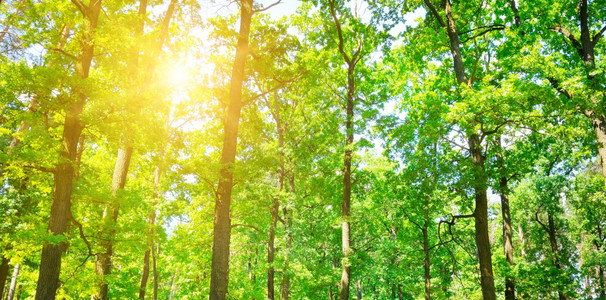 动态背景框绿树的景象林中叶被遮盖太阳在树叶上撒出温暖的光线背景