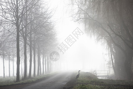 草原上附近乡间小路上的草原清晨在阴地的迷雾中图片