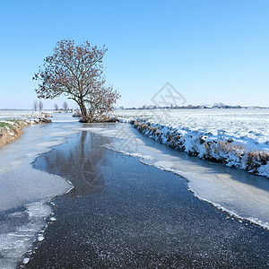 白雪覆盖着中的树覆盖着中的和阴冻河渠地底蓝天下有冰冻运河背景