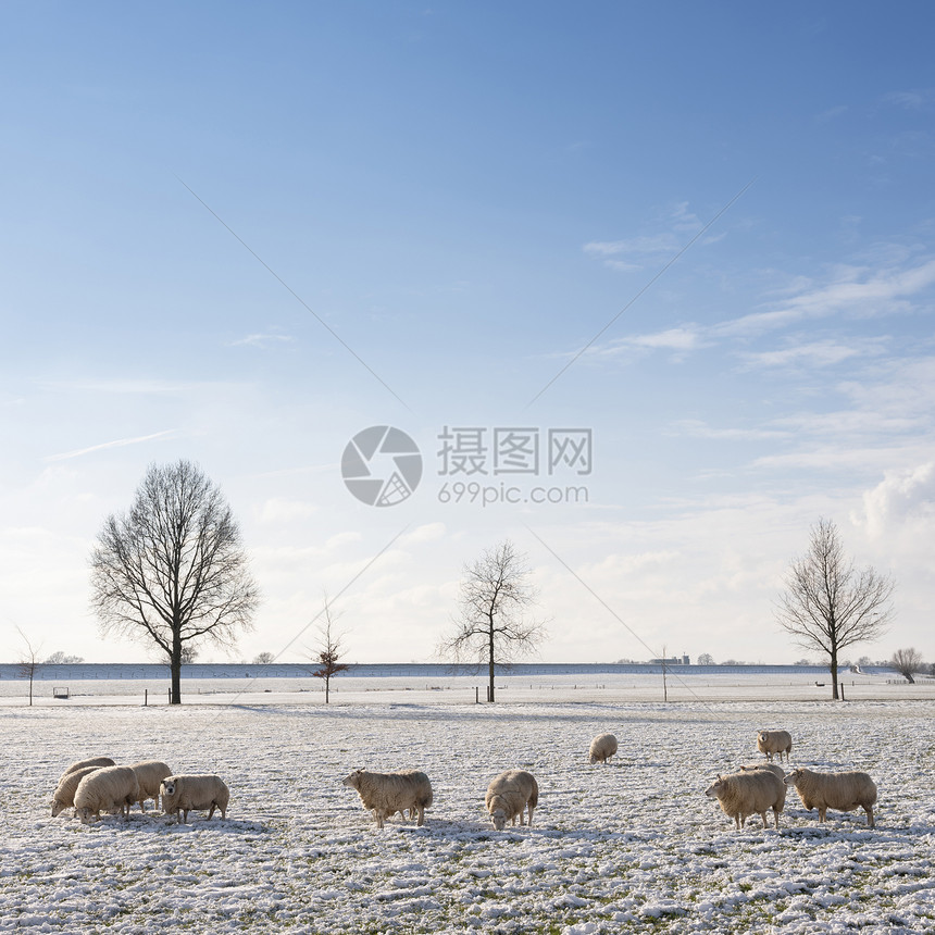 在蓝天和云下阴地雪和树木下用草的绵羊和雪树在蓝天白云下图片