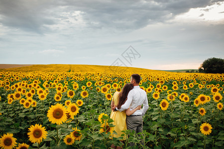 在向日葵里拥抱的情侣图片