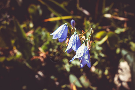 伊万里风铃节法国瓦诺伊州家公园的露营花朵背景