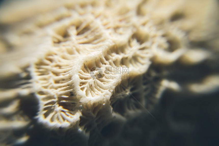 干白珊瑚纹理宏观视图壁纸背景干珊瑚宏观视图图片