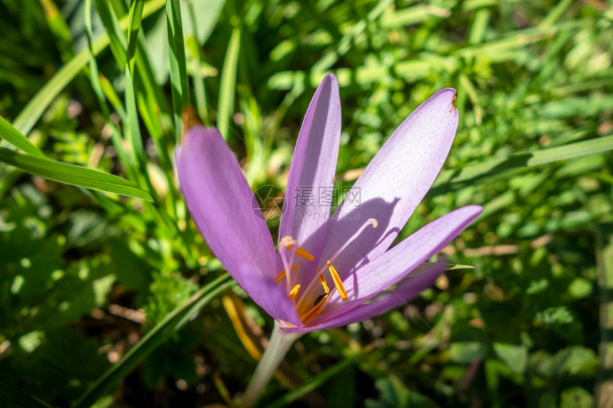 在法国瓦诺伊州家公园花朵紧贴近观景花朵紧闭图片