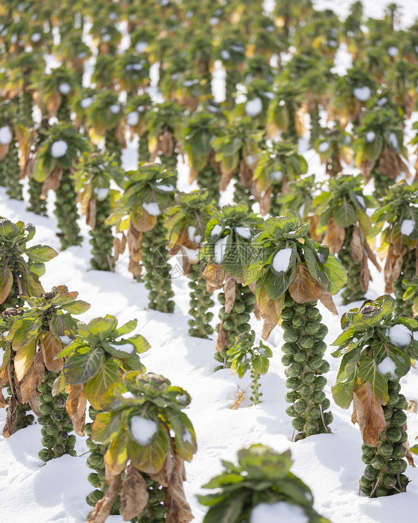 冬季野外大面积的贝芽有雪图片