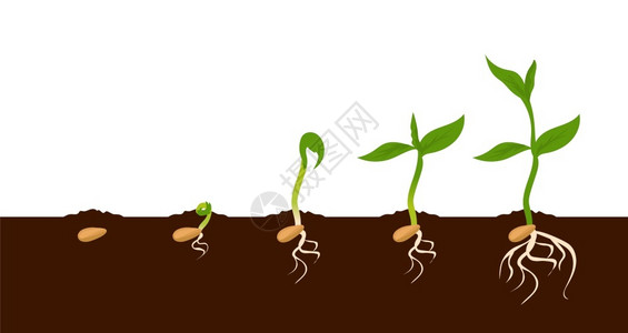 豆发芽种植物品生长过程树苗子的顺序子的顺序树子的顺序植物的生长周期树根和初叶的外观种植物生长阶段种植物的生长过程种子的顺序植物的自然步插画