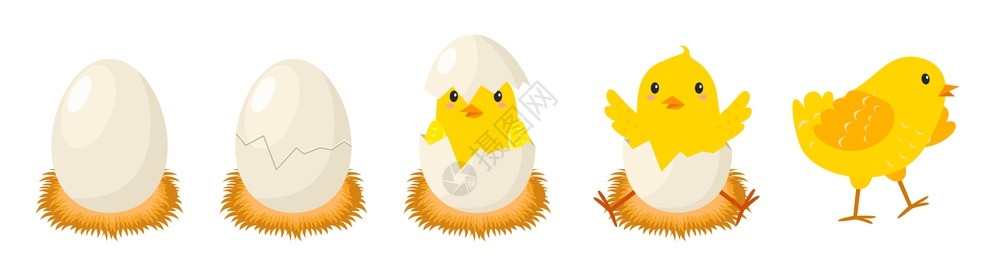 小鸡孵化过程卡通矢量插画图片
