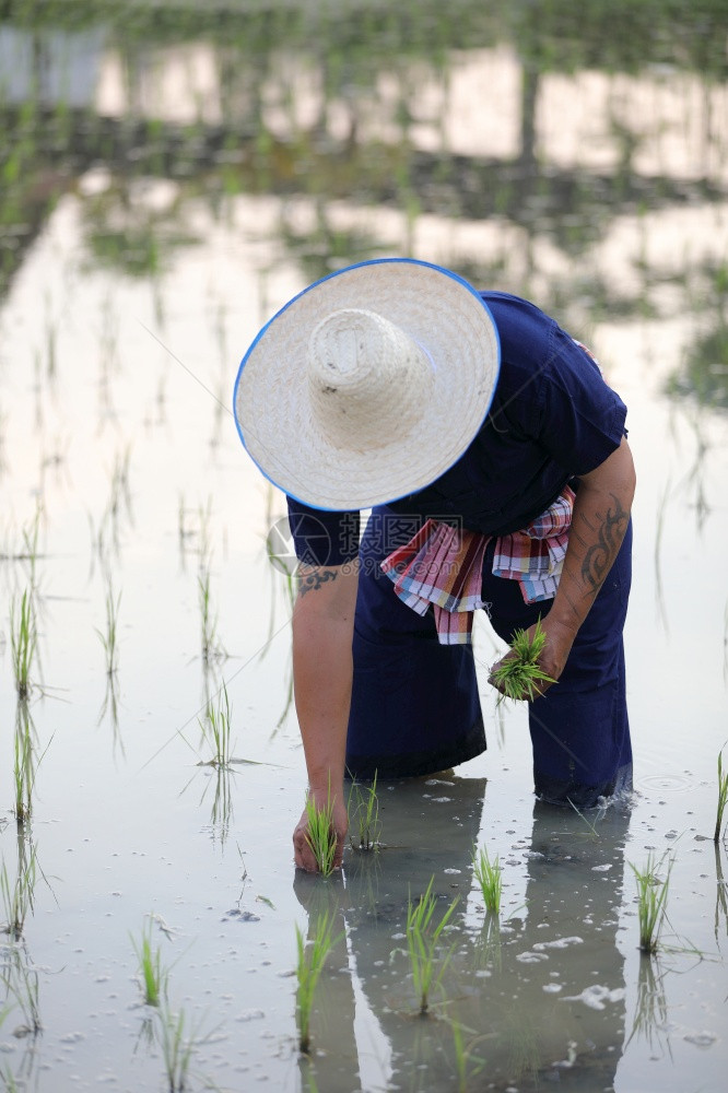 农民种植水稻图片