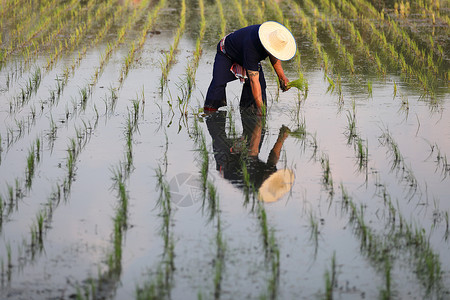 农民种植水稻图片