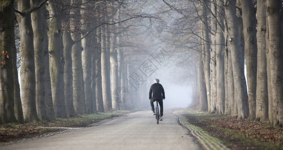 早晨阳光下骑自行车和小树苗干在乌黑地特勒支附近杜奇风雾的一天图片
