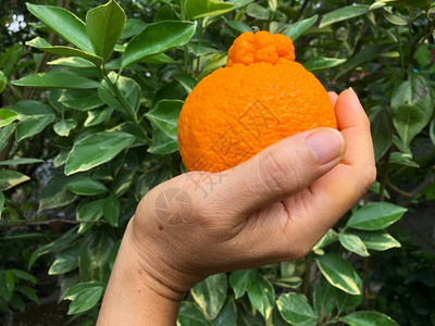 手握着日本柑橘名字Dekopon在花园图片