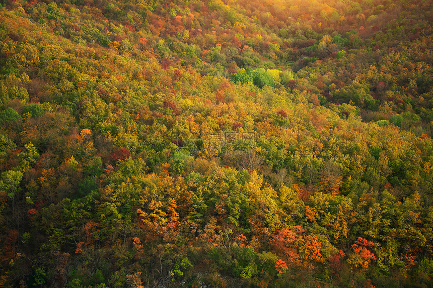 秋季森林背景以上视图图片