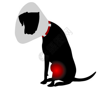 狗与Elizabethan项圈和痛苦的膝盖背景图片