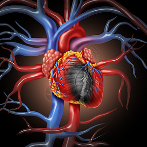 下腔静脉心脏病解剖概念和心血管疾病来自人体器官作为3D插图风格的医疗保健象征背景