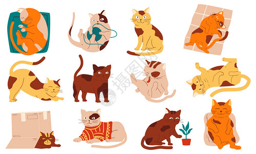 国内的猫有趣的家庭宠物插画