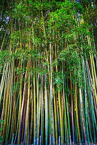 绿竹栅栏布料背景图片