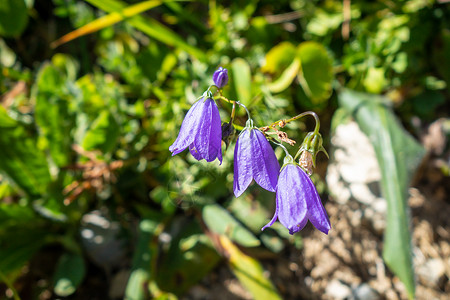 美女科洛莫瑞兹法国瓦诺伊州家公园的露营花朵背景