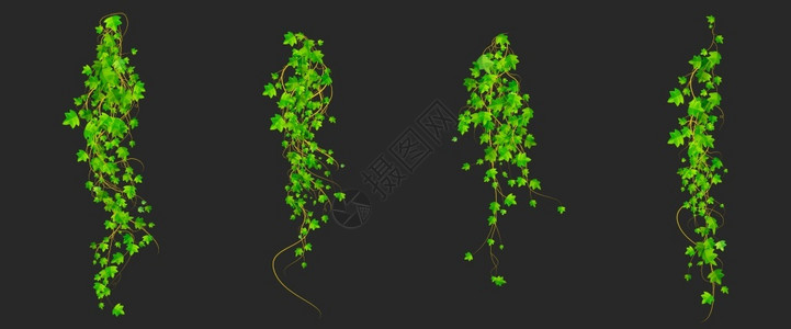 藤蔓矢量植物装饰设计元素在黑色背景上隔离赫德拉树枝挂在花园墙壁上真实的三维矢量插图设置插画