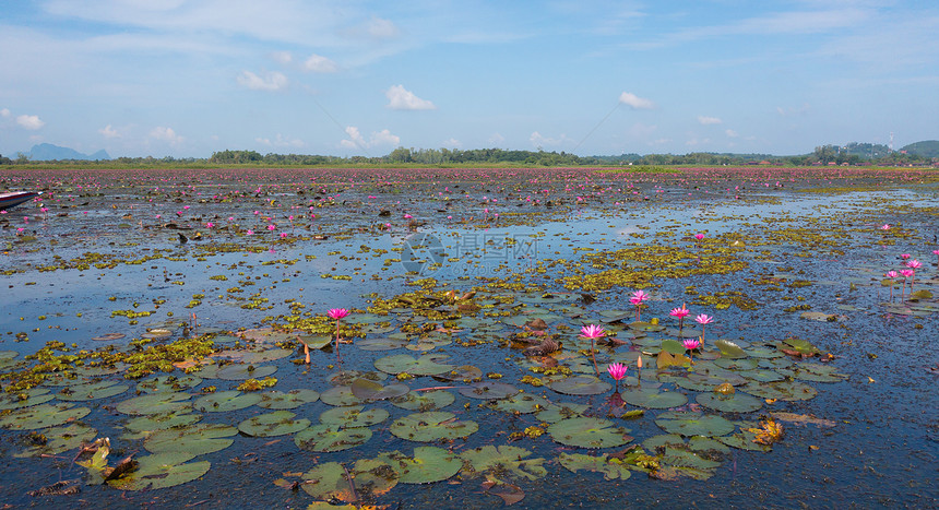 泰国Songkhla省ThaleNoi公园的池塘海洋或湖泊中粉红色莲花的空中最高视图图片