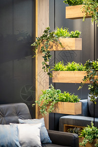 室内现代架子上的植物房间里图片