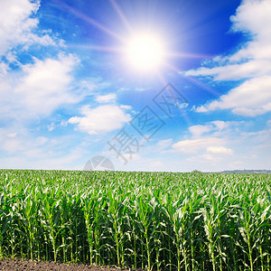 有玉米的绿地蓝云天空和太阳图片