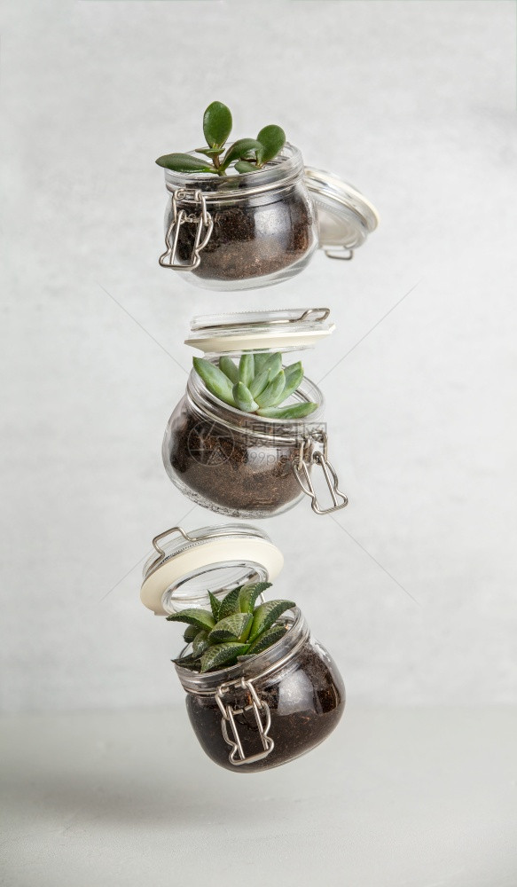 玻璃罐中的可爱婴儿肥料植物在白砖墙上飞浮室内园艺概念烹调营养剂图片