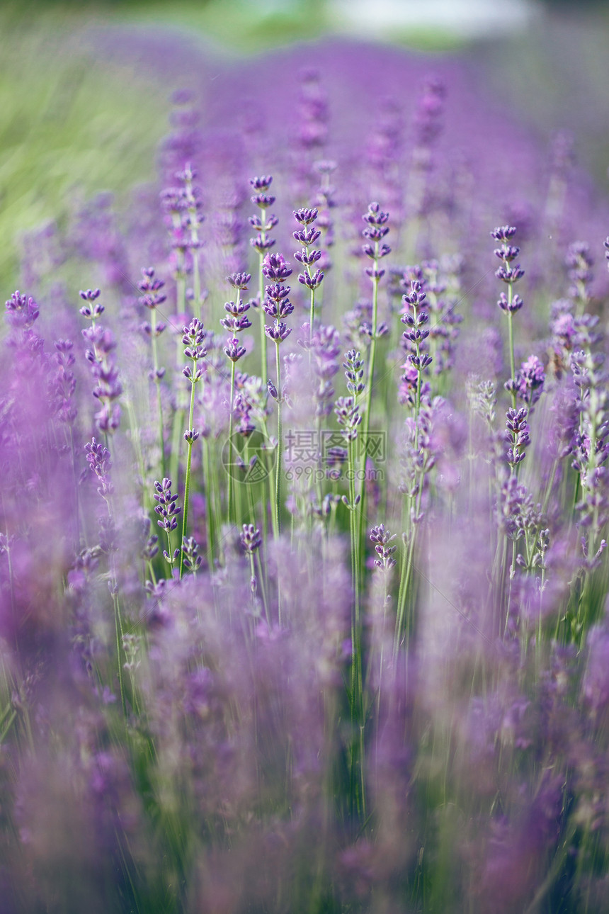 普罗旺斯美丽的盛开熏衣草田法国图片