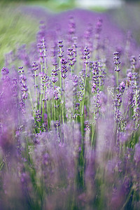普罗旺斯美丽的盛开熏衣草田法国图片