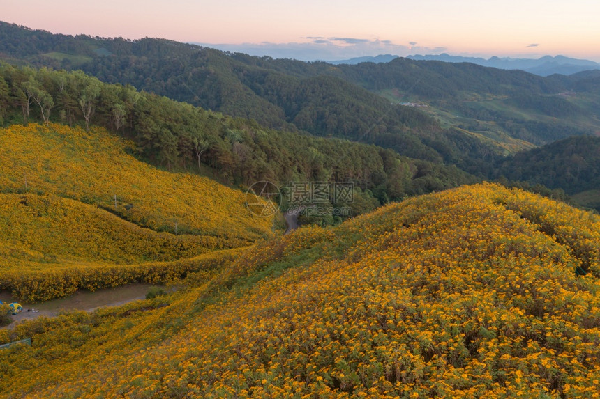 在泰国梅洪山家花园公和山丘中Marigold树或黄色花朵的空中景象旅行和度假中的自然景观DoiMaeUKho的ThungBuaT图片