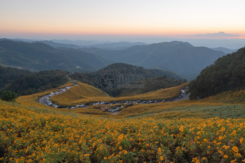 在泰国梅洪山家花园公和山丘中Marigold树或黄色花朵的空中景象旅行和度假中的自然景观DoiMaeUKho的ThungBuaT图片