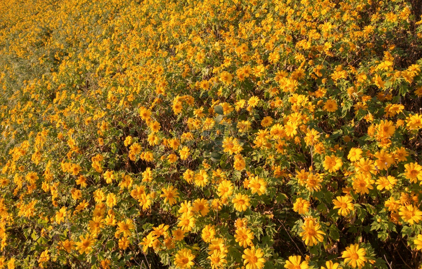 在泰国梅洪山家花园公和山丘中Marigold树或黄色花朵的空中景象旅行和度假中的自然景观DoiMaeUKho的ThungBuaT图片