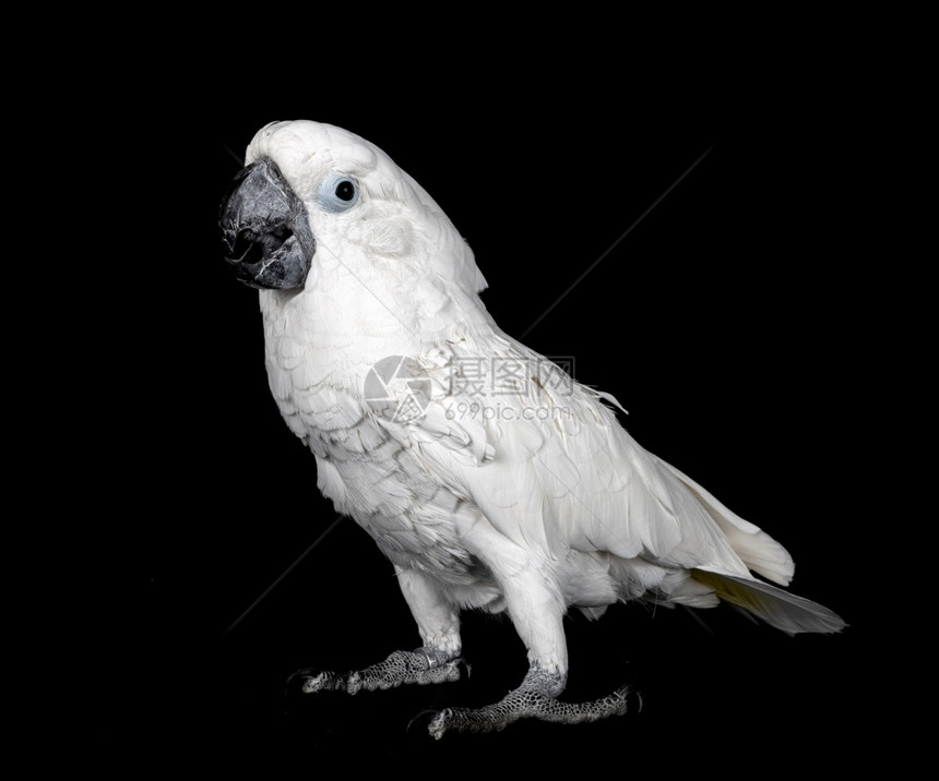 黑色背景面前的白鹦鹉图片