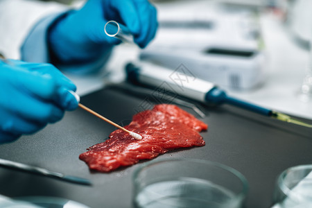 超清素材微盘食品质量管理红肉微生物学家检测牛肉样本寻找沙门氏菌或其他病原体背景