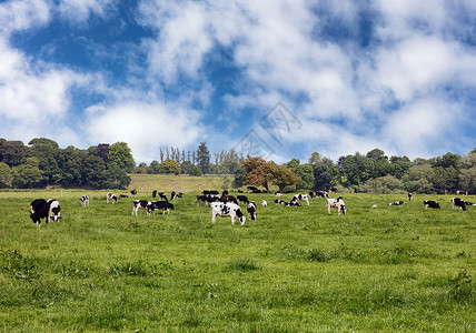 在草绿牧场放奶牛图片