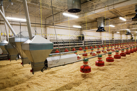 现代和新的自动化综合家禽养殖场背景图片