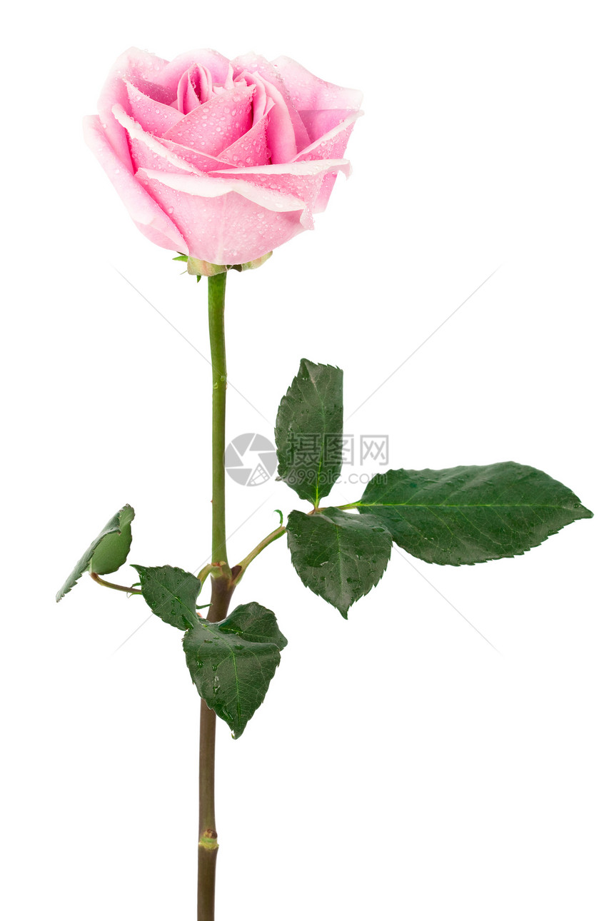 白色背景上的单粉红色玫瑰图片