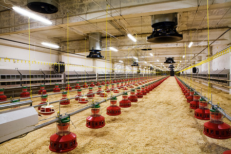 现代和新的自动化综合家禽养殖场背景图片