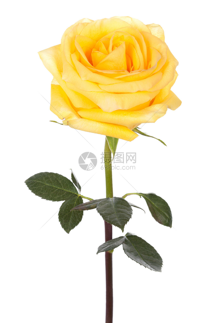 白色背景的单黄玫瑰图片