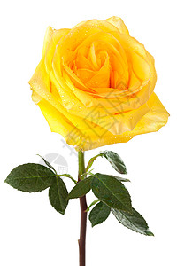 白色背景的黄玫瑰背景图片