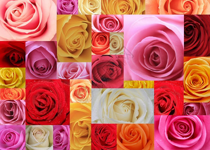 南丁格尔玫瑰图由31幅玫瑰雕像图拼贴成的一幅画背景