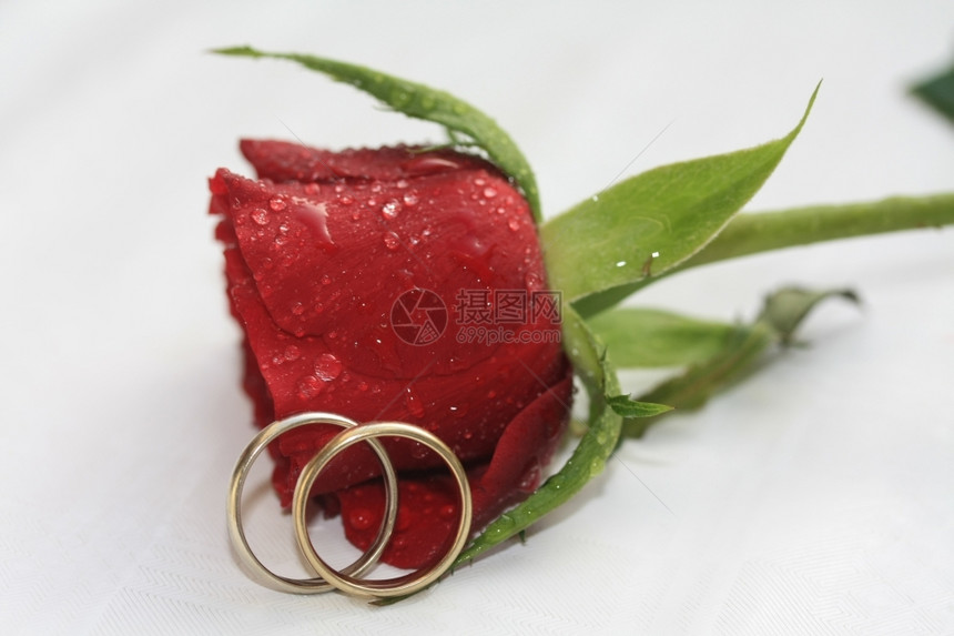 一对普通的结婚乐队和一朵红玫瑰上面满雨滴图片