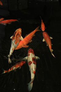 一群橙白色的日本鱼图片