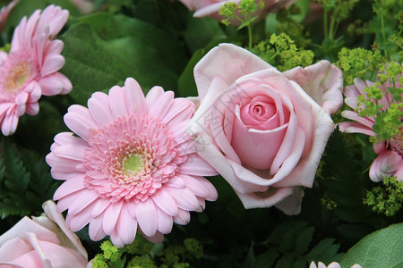 柔软的粉红玫瑰花和朵安排中的雪贝拉背景图片